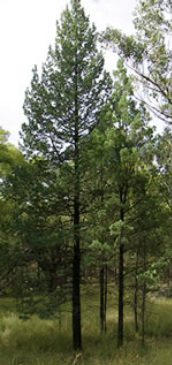 Photo - Australian Cypress trees. ©